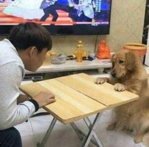 低下头|铲屎官在和金毛互动的过程中,偷了它的零食,狗狗抬头一脸懵!