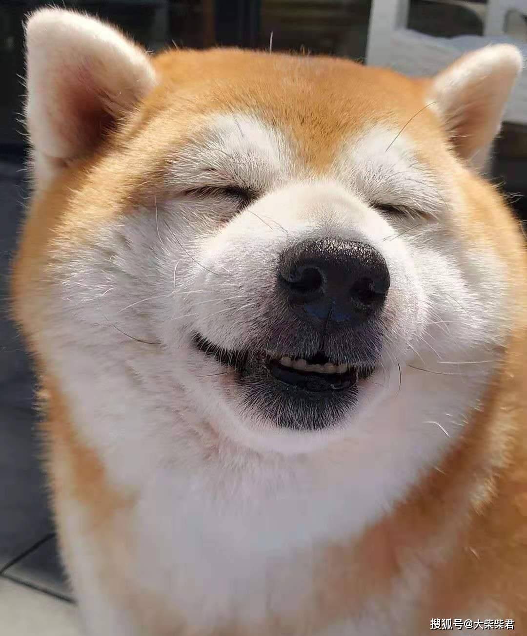 品相好的白柴大概多少钱 白柴品相怎么看 柴犬 品相好的白柴大概多少钱 白柴品相怎么看 柴犬