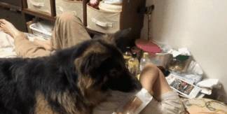 意思|德牧闯进卧室不吭声，盯着床头柜不走，女主明白后笑翻了