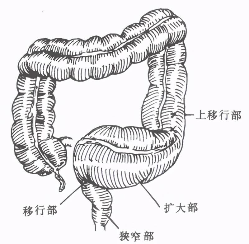 三条结肠带解剖图图片