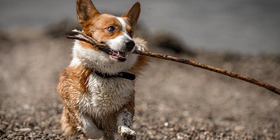 指令|养“柯基”能有多少快乐，看完这篇文章，你无力反驳