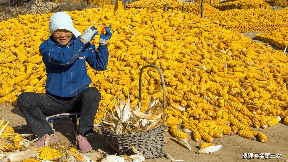 地区|猪价凄凉，肉价跌惨，玉米涨价落空，鸡蛋价格横盘走强，咋回事？