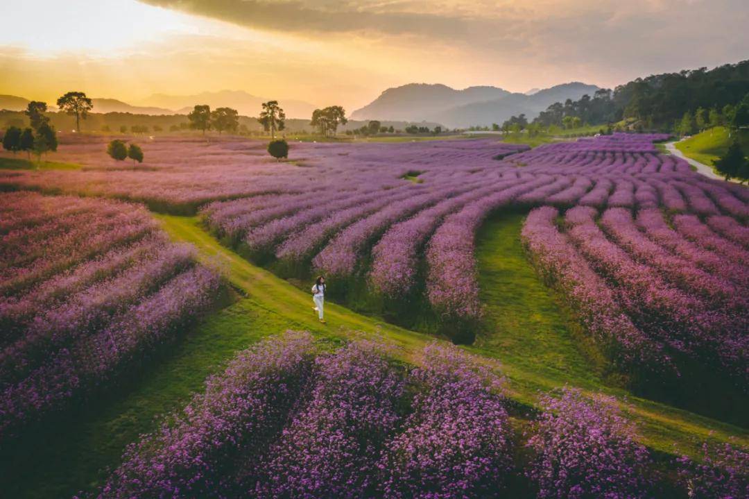 的花海|【国家AAAA级景区】腾冲原乡栖花岭景区