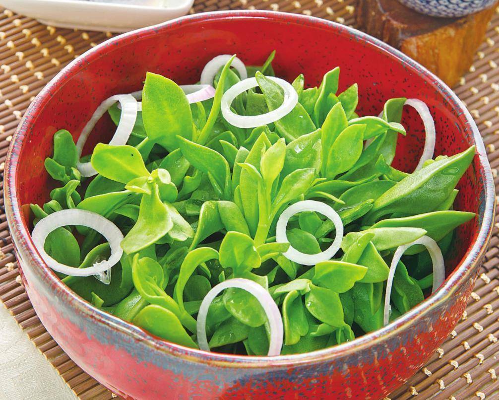 养生小菜 油醋汁穿心莲 简单一拌 口感脆嫩 美味快手又刮油 食用