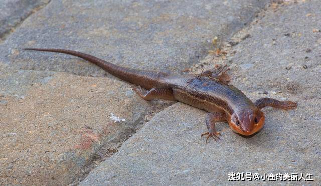 蛇是哪一年列为国家保护动物的 1bc16a499a9043bfa61bc5b98453ad0d.jpeg