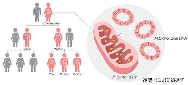 露西和线粒体夏娃是一回事吗人类非洲老祖母存在吗
