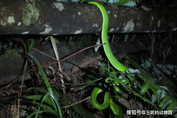 竹叶青是国内垫底的毒蛇可别小瞧了它单论毒性比五步蛇还要强