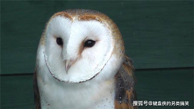 原創四川峨眉山有種怪鳥鷹身鷹爪長一張猴子臉卻是捕食田鼠的能手