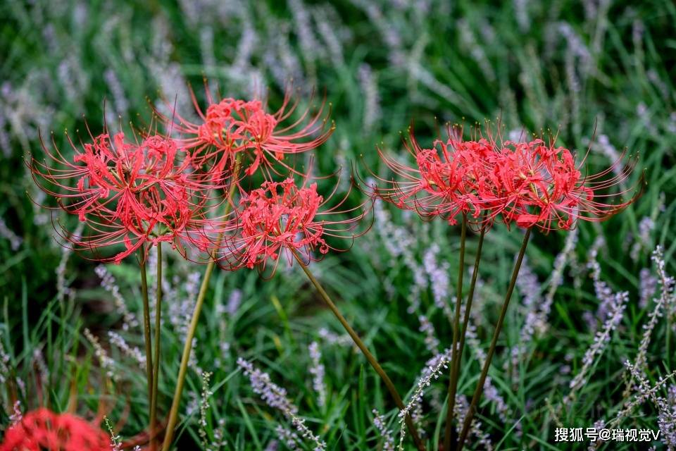 彼岸花 开彼岸 只见花 不见叶 叶子 彼岸花 开彼岸 只见花 不见叶 叶子