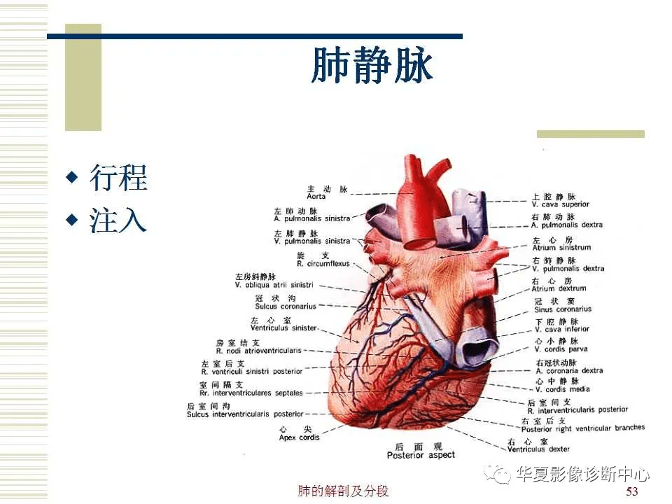 收藏!超詳盡的心臟大血管影像示意圖及肺部解剖與影像分段