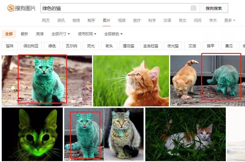 全球罕见足球猫上热搜 网友 指定染色 然后猫咪当众洗澡 花色