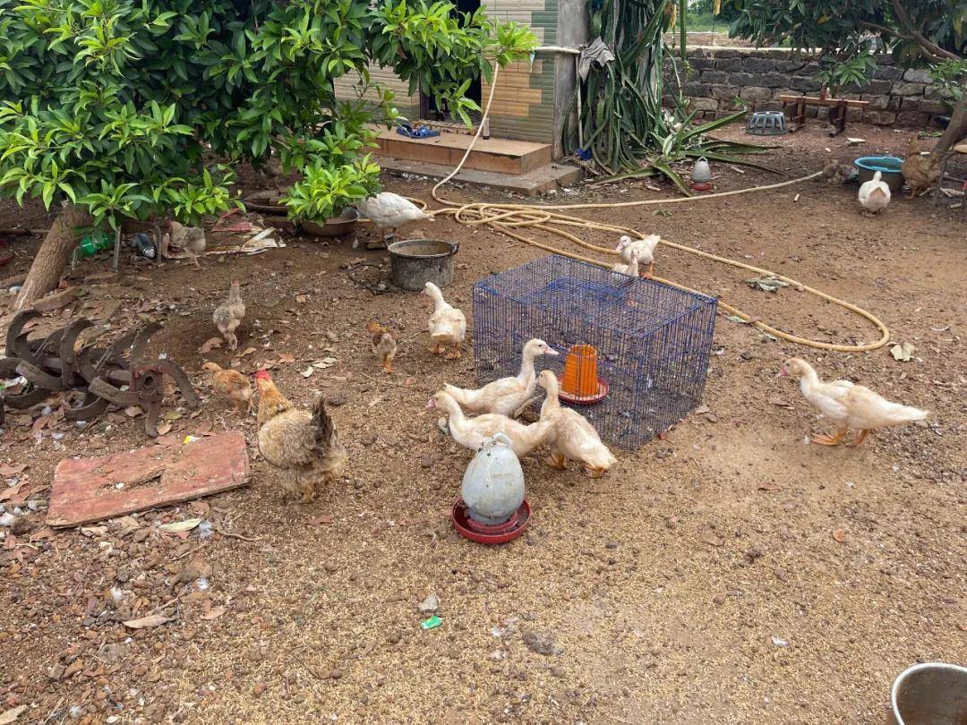 (小梁家中一角)今年高考,小梁考取了505分,被广西右江民族医学院录取.