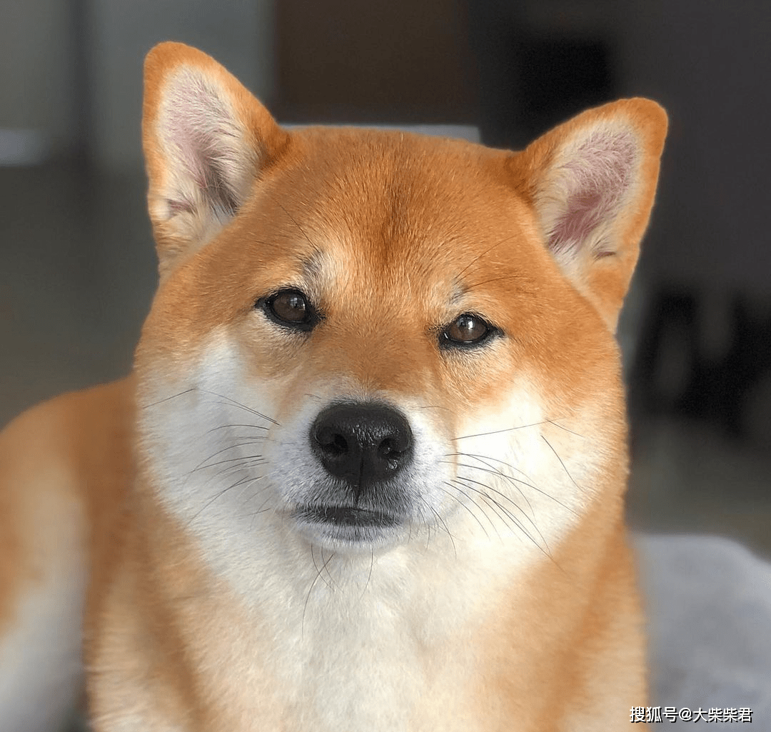 为什么柴犬价格差距那么大？到底哪里才能买到真柴犬_搜狐网