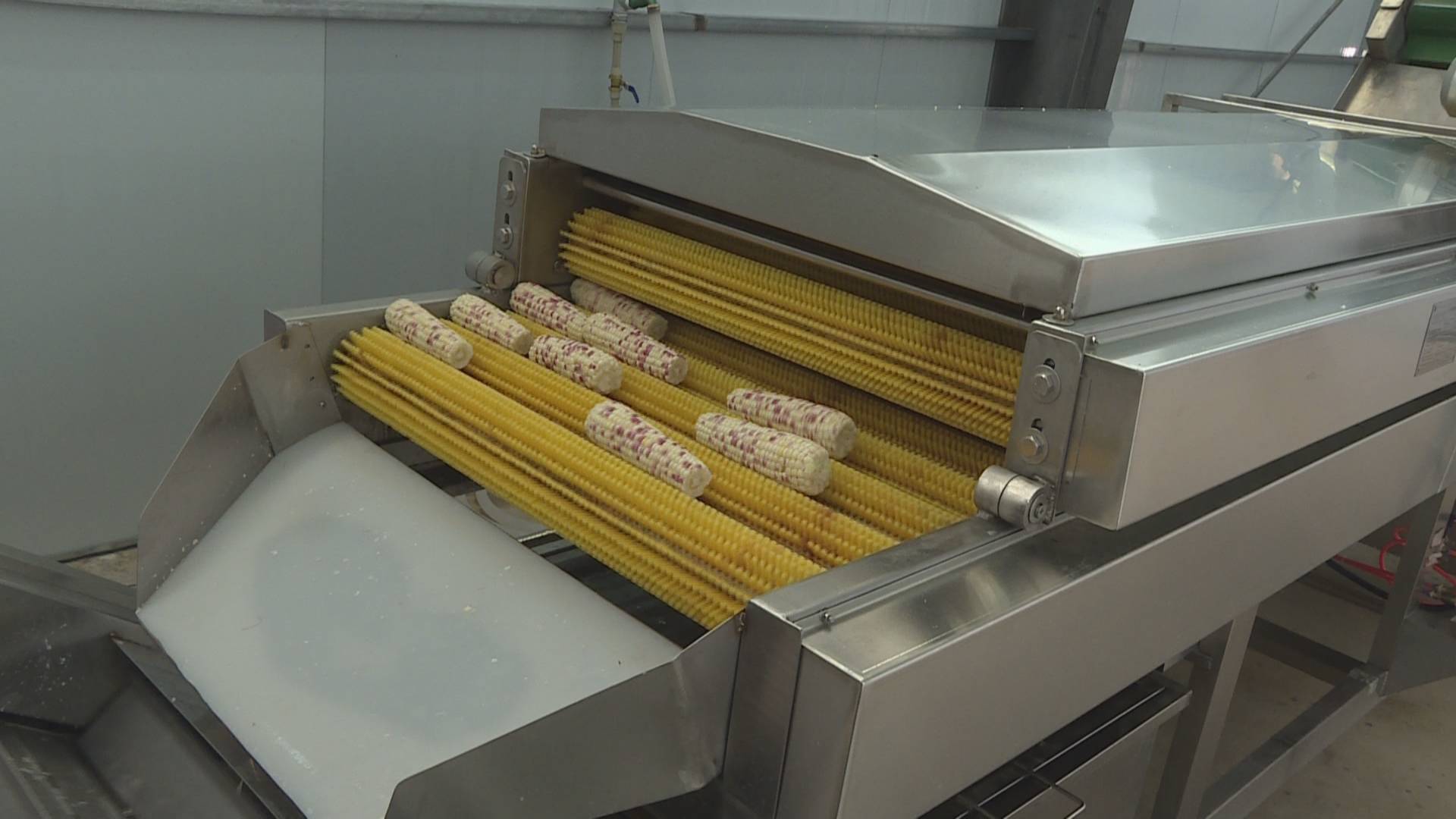 保山隆阳:蒲缥镇重塑传统产业"鲜食玉米"直销上海