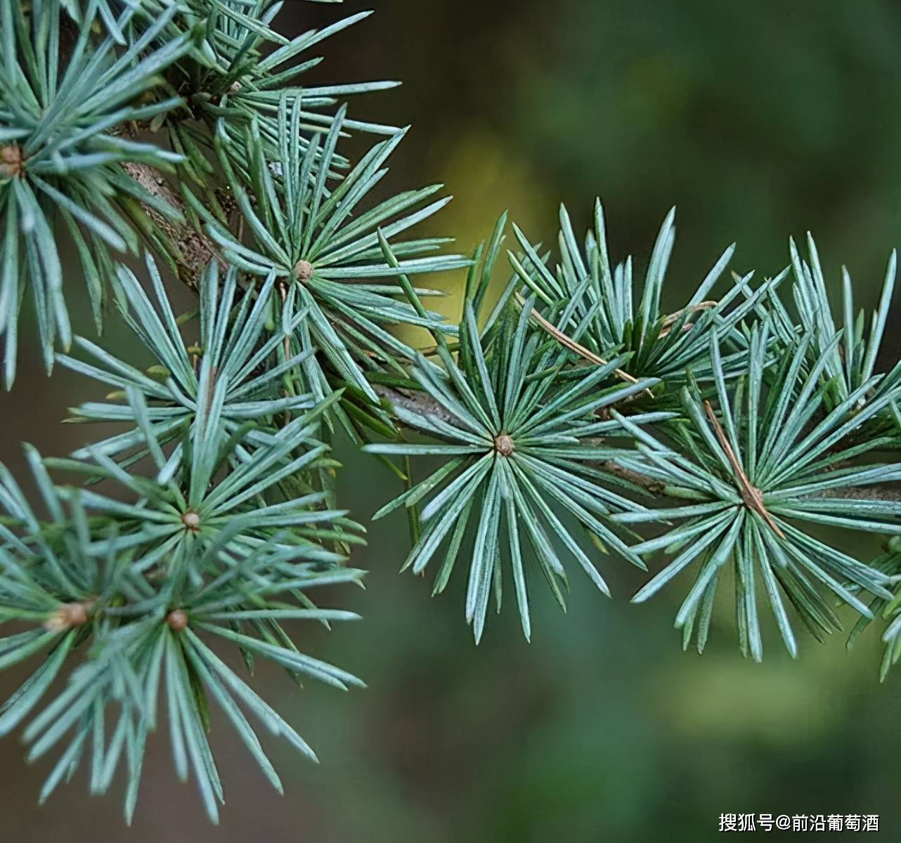 植物|葡萄酒常见植物香气分类图鉴七,大自然植物香气的特点和品鉴方法