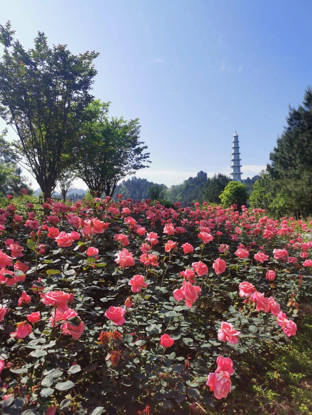 月季花谷丨每个人都有自己的秘密花园 来这留下你的故事吧