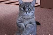 因为|真心为“比熊犬”好,这六件事,一定不能做