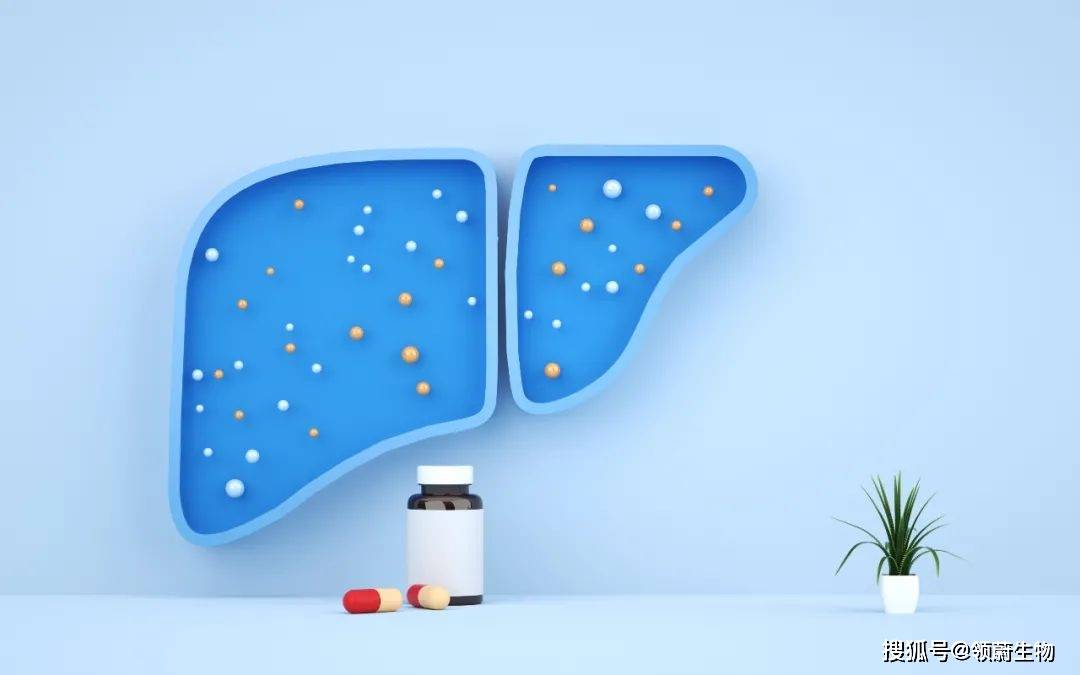 横膈膜|得了“肝硬化”,还能实现逆转吗?