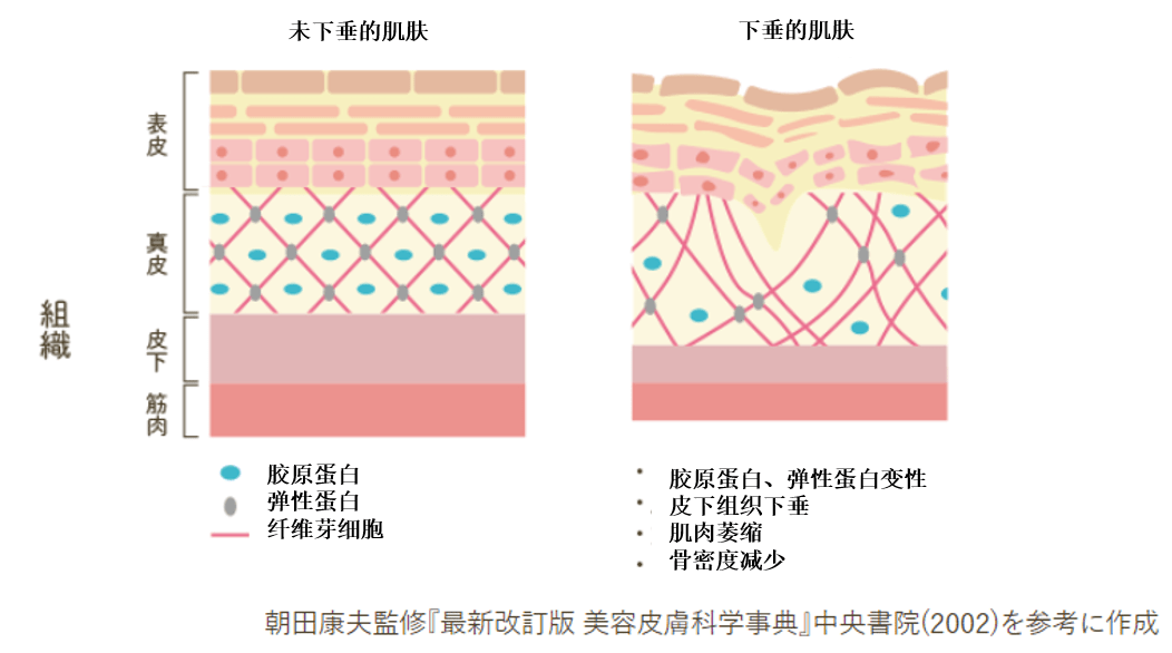 视觉|JMT日本医疗-女性荷尔蒙与视觉年龄的关系