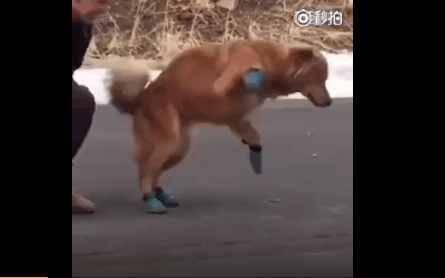 外國主人給金毛穿上鞋，走出魔鬼步伐！金毛：主人又想看我笑話 萌趣萌寵 第2张