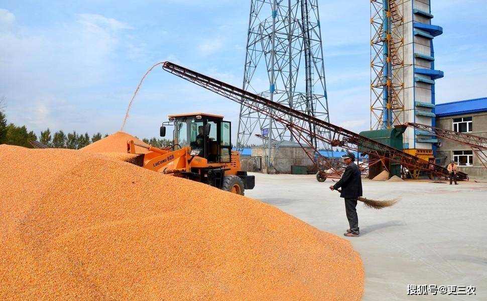 山东地区|预警升级！玉米坍塌下跌，猪价上涨突变，9月行情遇冷，还要跌？