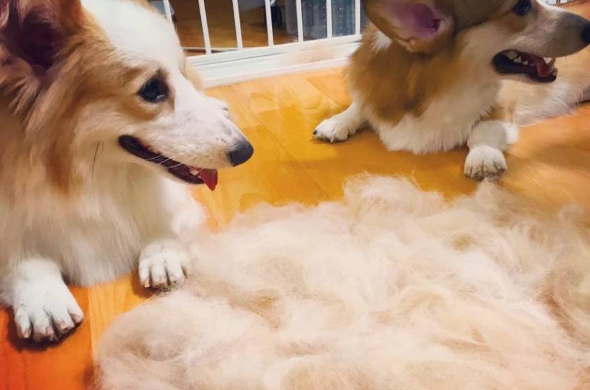 肠胃|想要养柯基犬？这6点你必须要接受，不然你会后悔的