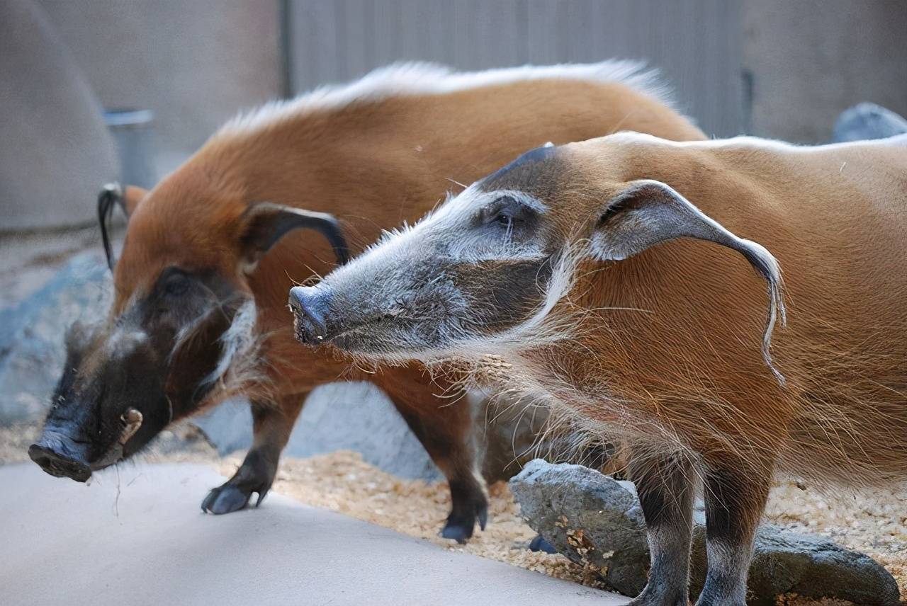 非洲红河猪已泛滥成灾寿命长繁殖力强可以考虑引进中国了