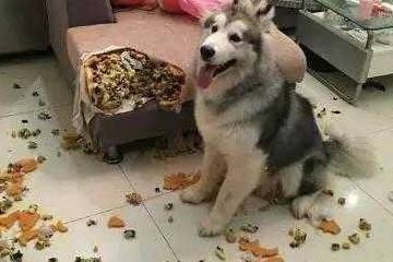 车样|主人把二哈留在车里，回来一看傻眼了，还不如让它待家里拆家