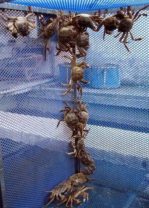 阳澄湖大闸蟹品牌排行_阳澄湖大闸蟹上市时间阳澄湖大闸蟹什么时候上市