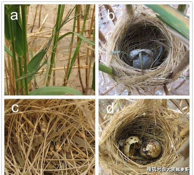 原创?4亿5千万年历史,中国20年一见,黑龙江第1次发现震旦鸦雀巢穴