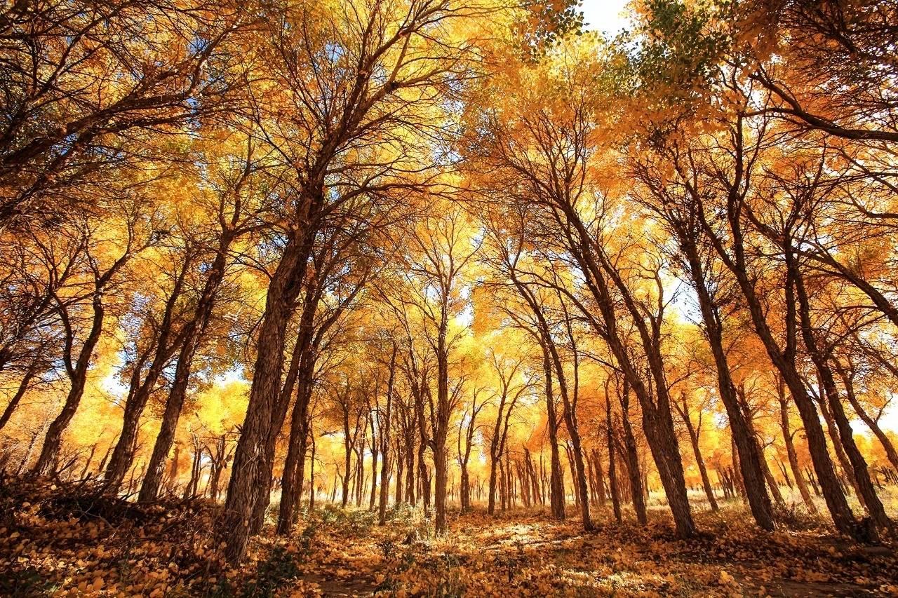 错过秋季额济纳旗胡杨林,就错过内蒙古一半的美?