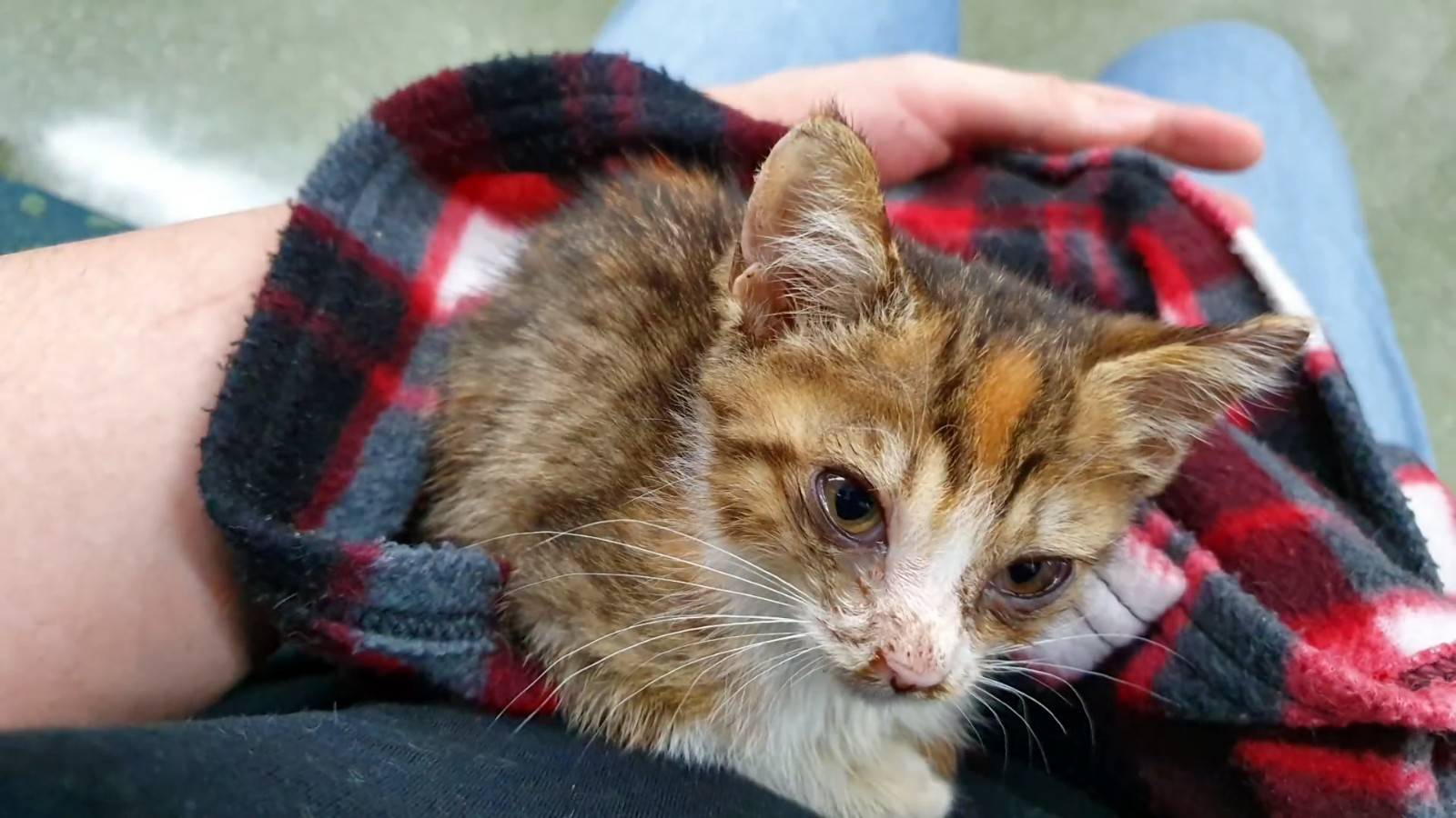 把饭盒当猫窝 被猫妈妈抛弃的小猫 被人一把抱起 别怕 有我在 食物 全网搜