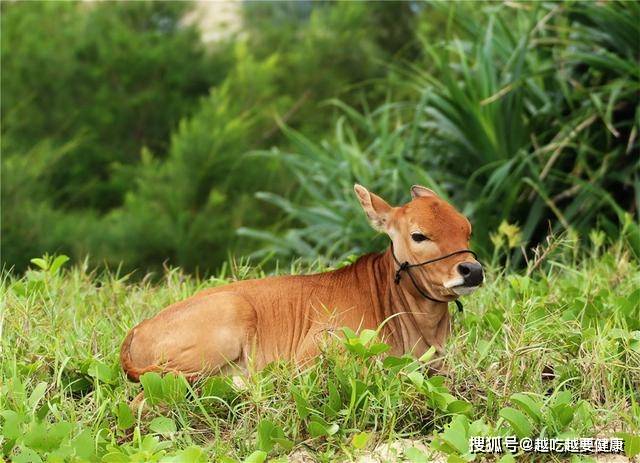 世界上最小的牛:体型矮小如狗,肉质鲜美名扬中外,曾是皇家贡品
