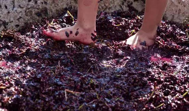 基努里维斯|你知道吗?酒其实是酿酒师用脚踩出来的…