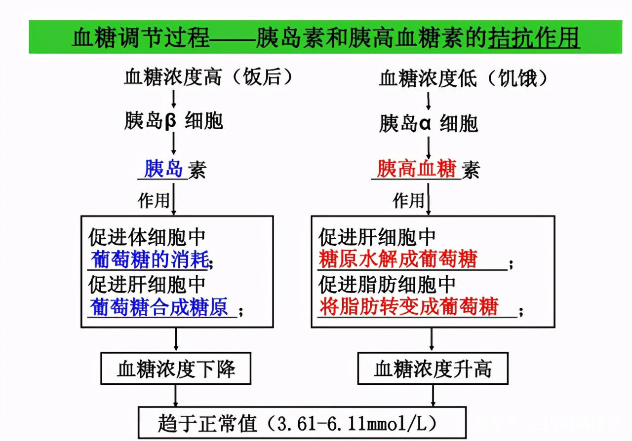 二甲双胍服用方法图片