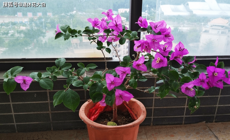 三角梅开花时间怎么控制 cbad332a664e4431bf2d6254deeac44e.png