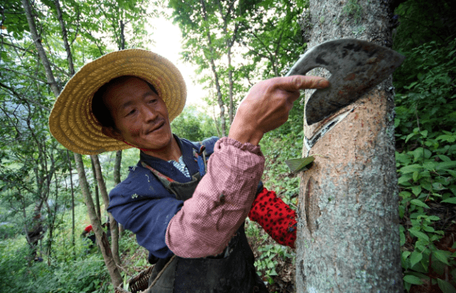虽然很多人害怕漆树,基本上绝大多数的人都会对漆树过敏,但是这种树却