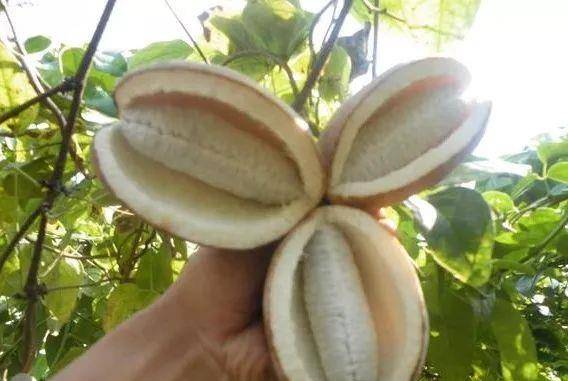 泡泡糖|说说你小时候吃过哪些东西?一听就暴露了年龄!