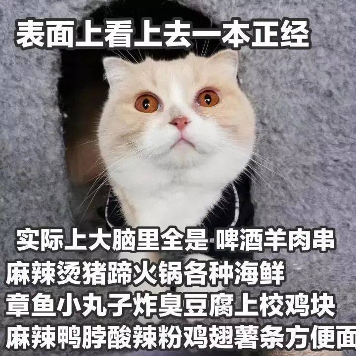 补充|猫咪喂食6大误区,家长早知道,猫咪少受罪!