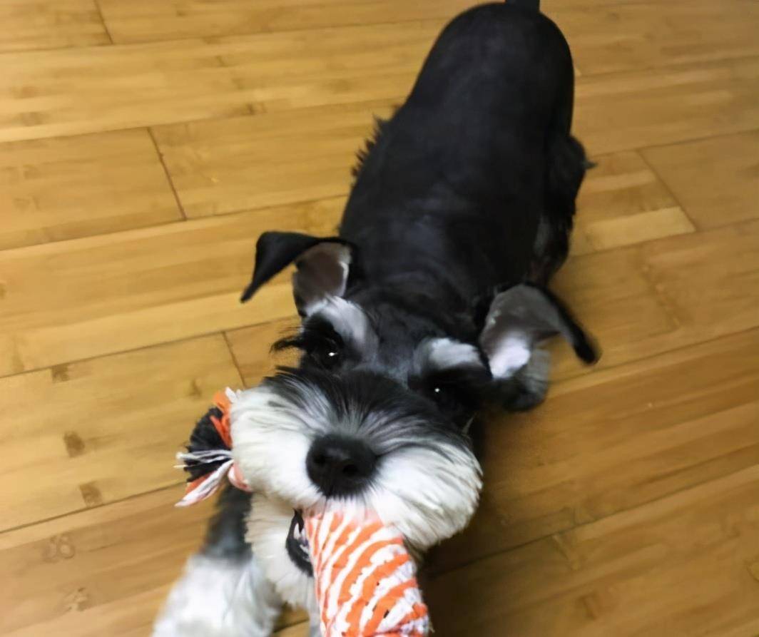 因为|雪纳瑞犬一生的6大“心愿”,你有帮它实现吗?