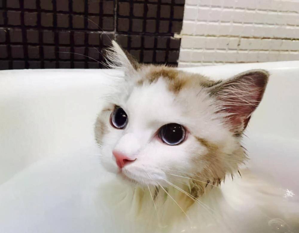 猫咪|养布偶猫的6大禁忌,不能犯,铲屎10年得出的经验