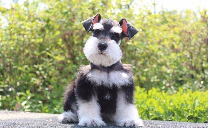 因为|雪纳瑞犬一生的6大“心愿”,你有帮它实现吗?