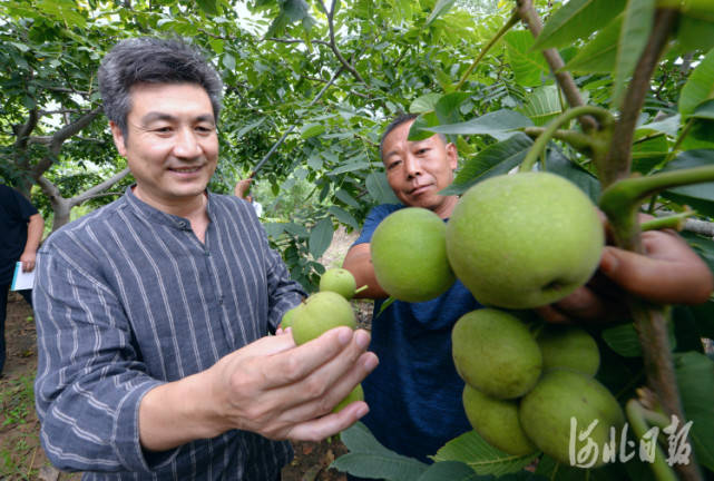 麻核桃排行_河北涞水:种植麻核桃让群众腰包鼓起来