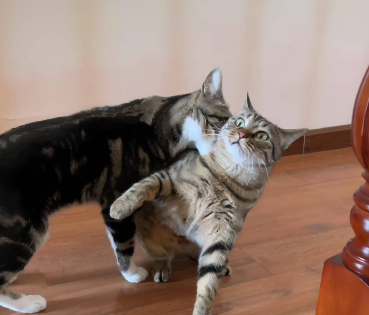 名字尿爸养新猫了，尿尿有伙伴了，然而网友只关心新猫的名字