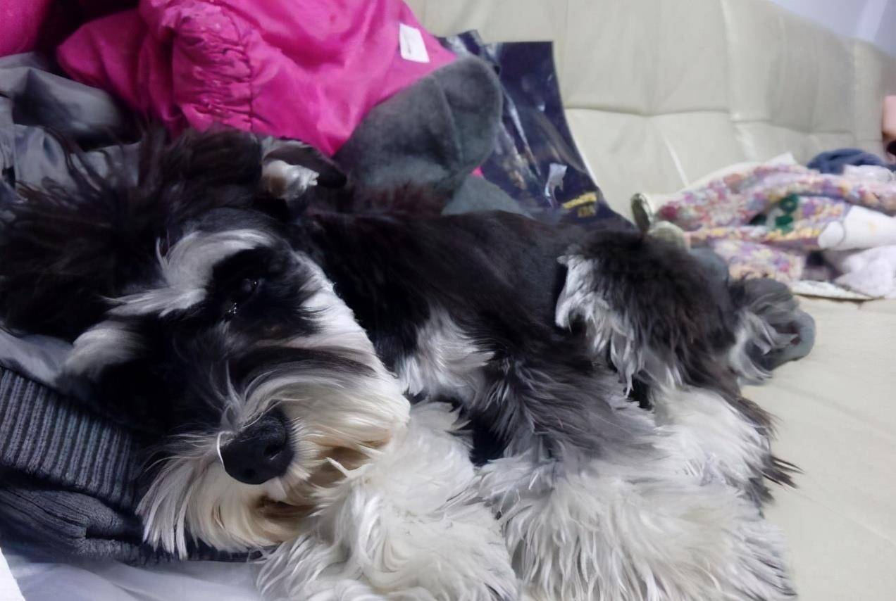 因为|雪纳瑞犬一生的6大“心愿”,你有帮它实现吗?