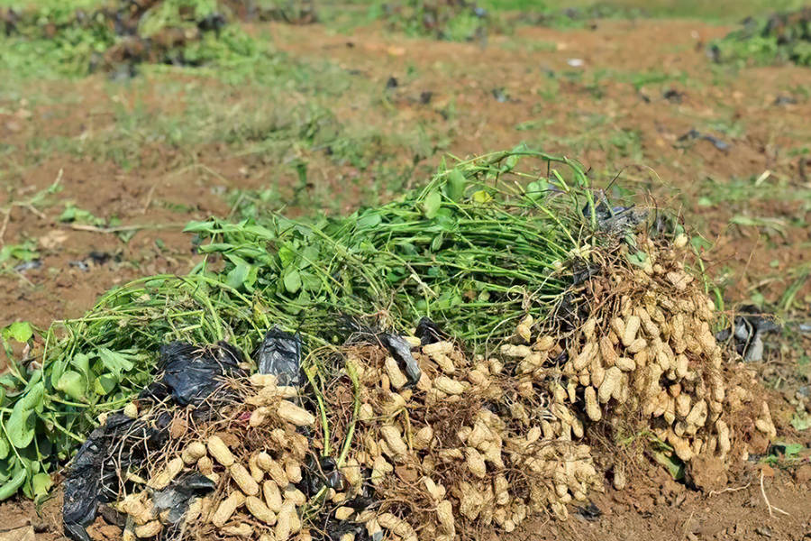 梦境解析，与众人共拔花生——遍地花生的寓意与象征