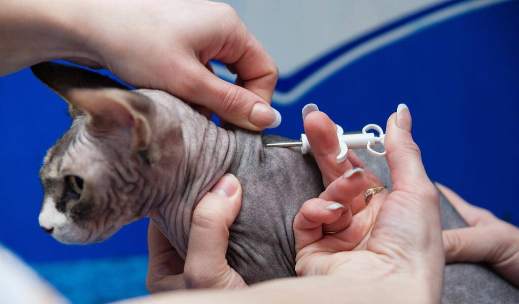 因为|猫界寿命短的6种猫，并不能陪你很久，你还敢养吗？