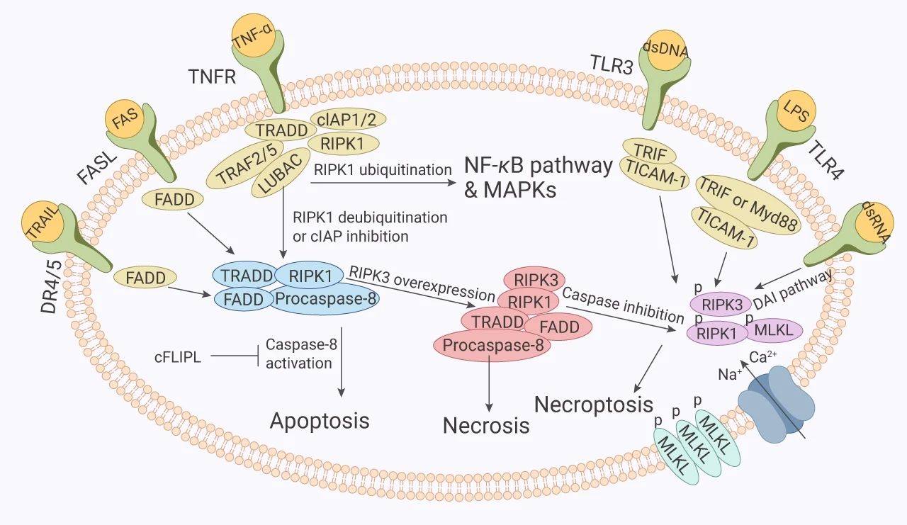 细胞凋亡通路medchemexpress