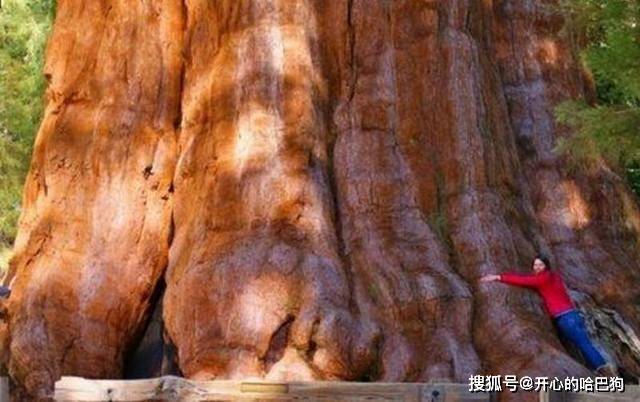 世界上最大的树，高度超80米，树干直径需20人才能围住