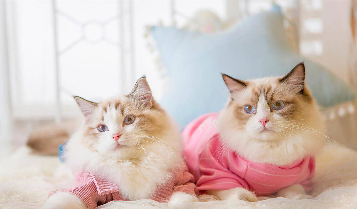 猫咪|养布偶猫的6大禁忌,不能犯,铲屎10年得出的经验